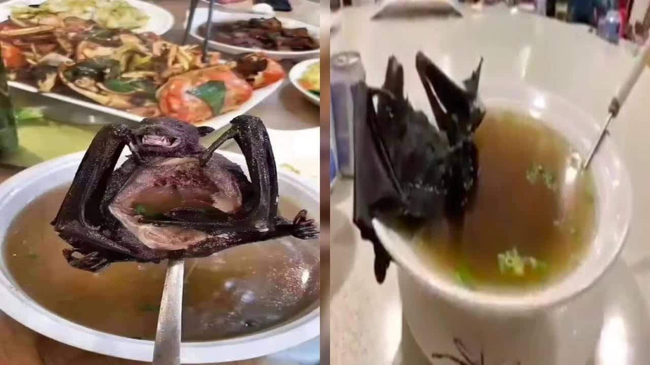 سوپ خفاش منشا ویروس کرونا