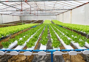 ۴۳ طرح تولیدی و زبر بنایی کشاورزی در اردبیل به بهره برداری می‌رسد