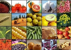 ساماندهی تولید محصولات استاندارد در مرودشت