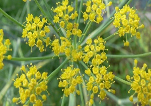 آغاز کاشت آنغوزه در منابع طبیعی جهرم