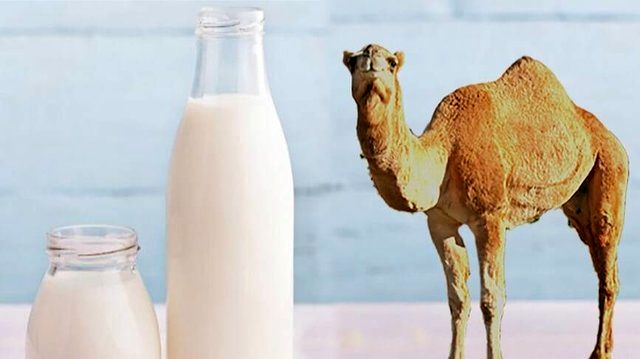 چرا شیر شتر گرانتر از شیر گاو است؟