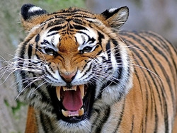 ساخت نوک مصنوعی برای طوطی آسیب دیده + فیلم
