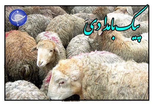 دام زنده