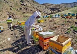 افزایش ۴۵ درصدی تولید عسل در استان سمنان