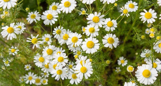 گل مورد علاقه تان چه رازهایی را درباره شخصیت شما فاش میکند؟