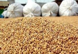 کشف ۵۴ تن ذرت قاچاق در رزن