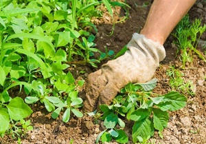 مبارزه با علف‌های هرز در مزارع کشاورزی خوزستان