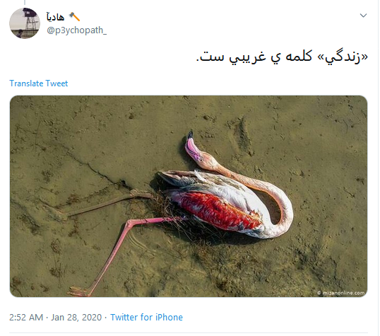 تاسف کاربران به مرگ دلخراش ۵۹۰۰ قطعه پرنده مهاجر در تالاب میانکاله #میانکاله تاسف کاربران به مرگ دلخراش ۵۹۰۰ قطعه پرنده مهاجر در تالاب میانکاله #میانکاله