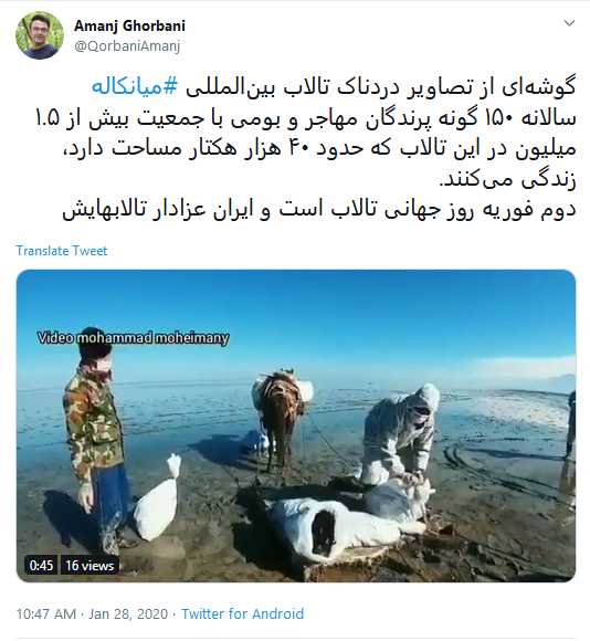 تاسف کاربران به مرگ دلخراش ۵۹۰۰ قطعه پرنده مهاجر در تالاب میانکاله #میانکاله تاسف کاربران به مرگ دلخراش ۵۹۰۰ قطعه پرنده مهاجر در تالاب میانکاله #میانکاله