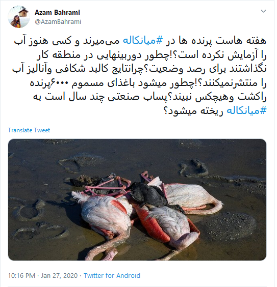 تاسف کاربران به مرگ دلخراش ۵۹۰۰ قطعه پرنده مهاجر در تالاب میانکاله #میانکاله تاسف کاربران به مرگ دلخراش ۵۹۰۰ قطعه پرنده مهاجر در تالاب میانکاله #میانکاله