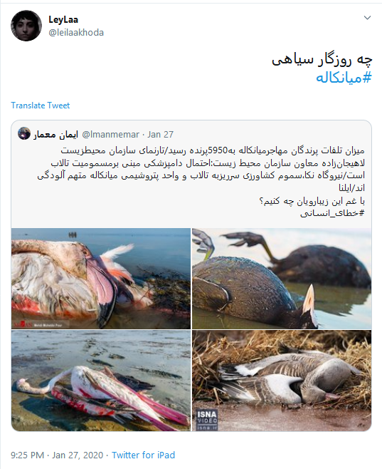 تاسف کاربران به مرگ دلخراش ۵۹۰۰ قطعه پرنده مهاجر در تالاب میانکاله #میانکاله تاسف کاربران به مرگ دلخراش ۵۹۰۰ قطعه پرنده مهاجر در تالاب میانکاله #میانکاله