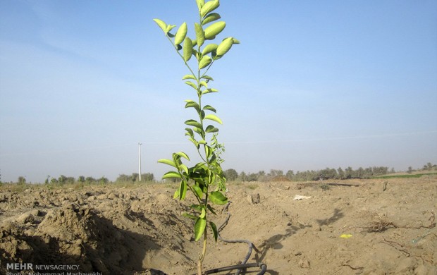 ۱۲۰۰۰ اصله درخت در غرب تهران کاشته می‌شود