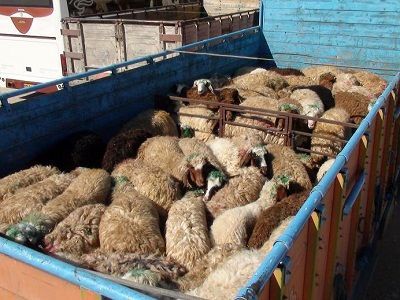 کشف بیش از ۸۰ راس احشام قاچاق در دهلران