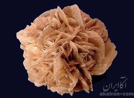 رز بسیار گران قیمتی که تنها در کویر می‌روید!