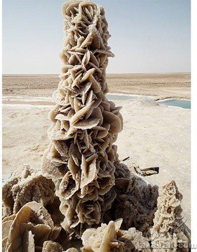 رز بسیار گران قیمتی که تنها در کویر می&zwnj;روید!