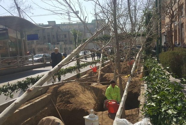 اتمام طرح کاشت هزار اصله در خیابان ولیعصر تا انتهای سال جاری