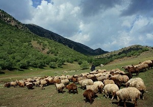 ابطال  پروانه چرا بیش از ۵۱۲ نفر از دامداران در استان سمنان