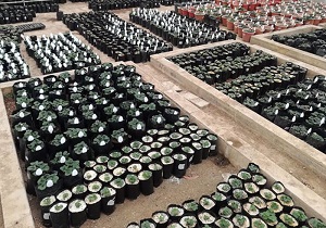 محققان کردستانی موفق به تولید نشای هیبریدی توت فرنگی شدند