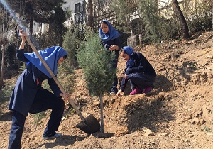 توزیع ۱۰ هزار اصله درخت مثمر و غیر مثمر در کاشان