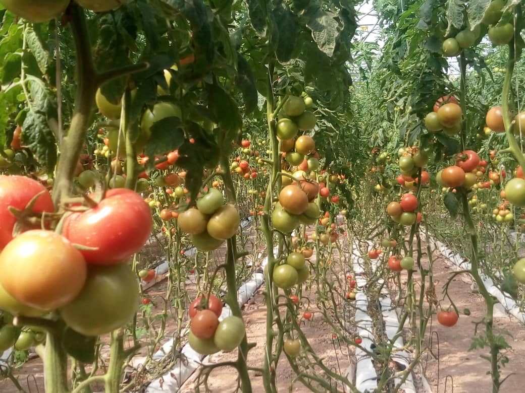 کرونا صادرات گوجه بمی ها را تحت شعاع قرار داد