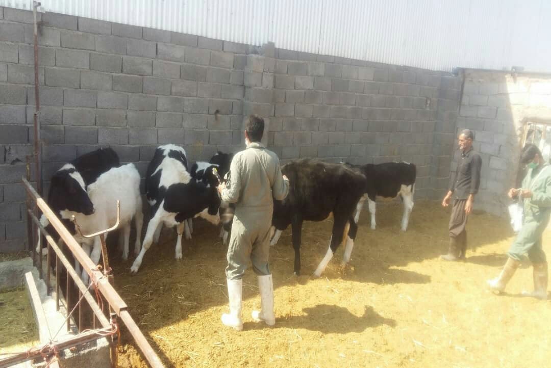 واکسیناسیون بیش از 5 هزار گاو در شهربابک