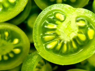 همه چیز درباره گوجه فرنگی سبز