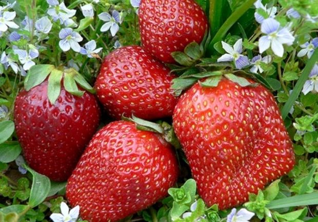 آغاز برداشت توت فرنگی از مزارع رستم