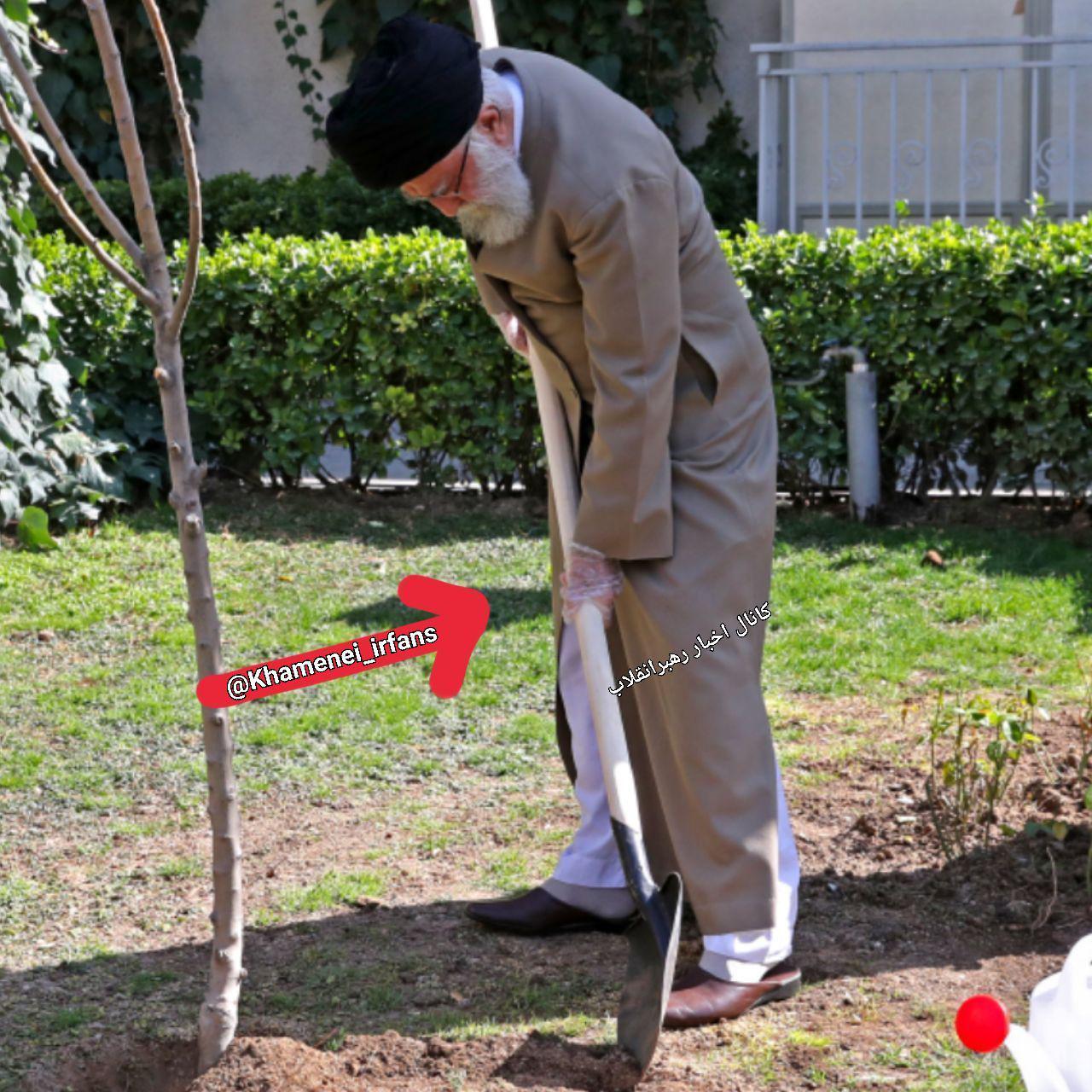 امروز؛ تصویری از رهبر انقلاب در حال درختکاری
