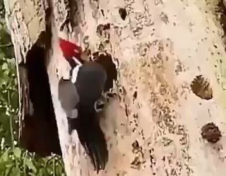 حس مادری باورنکردنی دارکوب در نجات جوجه هایش!