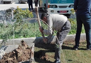 افزایش سرانه فضای سبز شهری با کاشت نهال