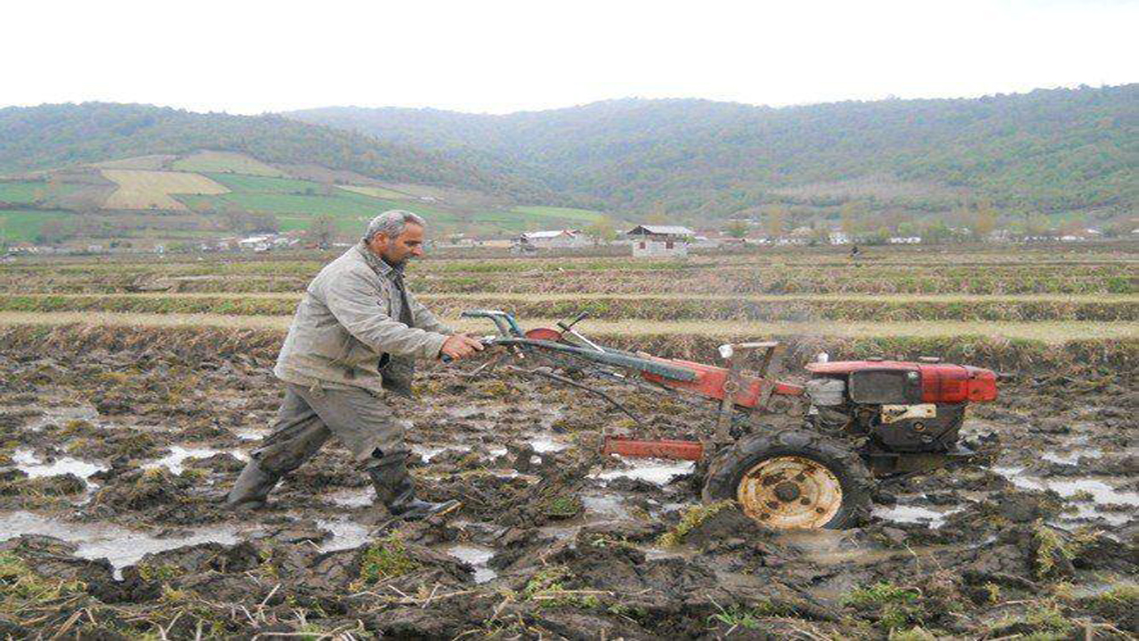 روز‌های پایانی شخم و شیار شالیزار‌های مازندران