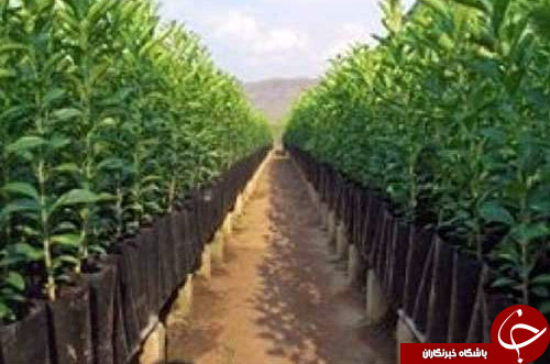 تولید سالانه بیش از یک میلیون نهال در خراسان شمالی