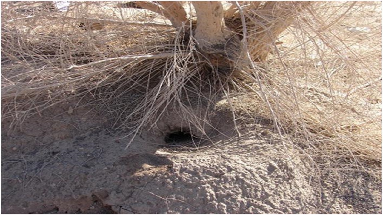 اجرای طرح مبارزه با آفت موش صحرایی در روستای خورزان دامغان