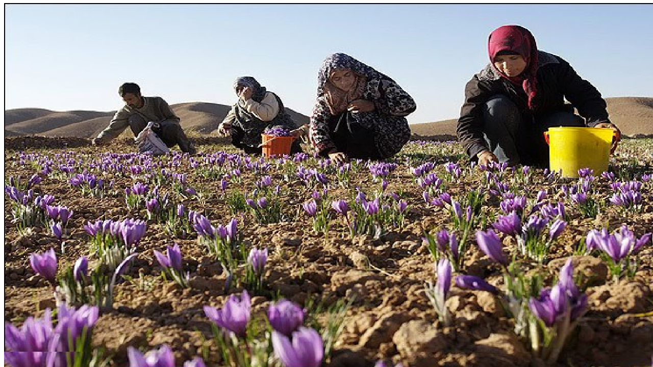 نقش موثر زنان کارآفرین در توسعه پایدار روستایی