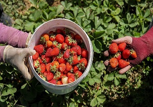 توت فرنگی ایذه راهی بازار شد