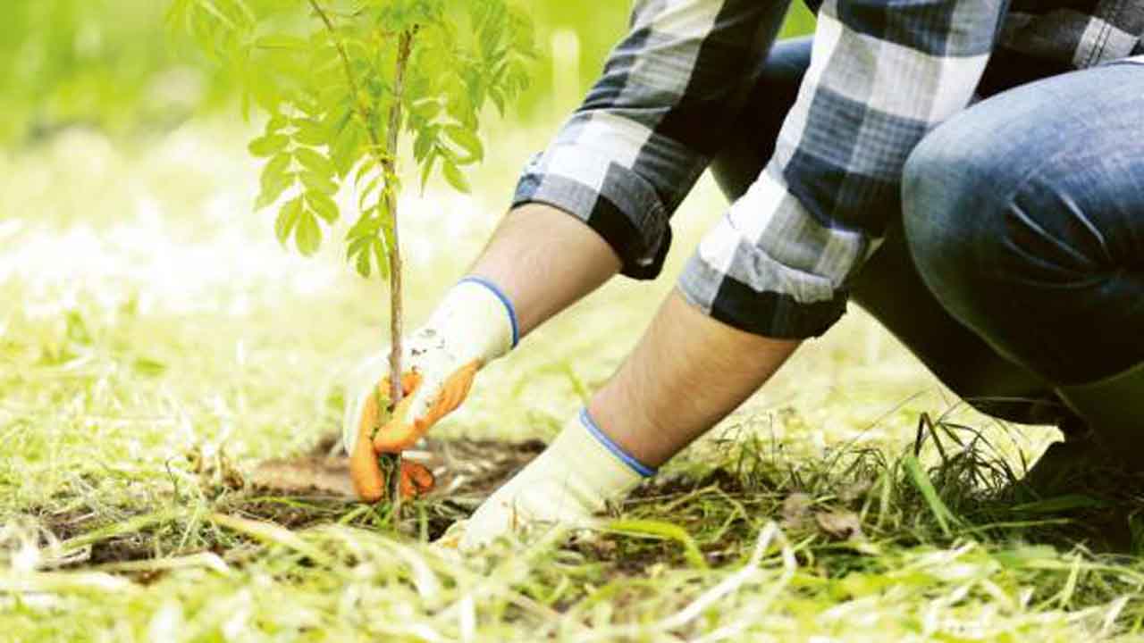 لغو کلیه برنامه‌های تجمعی در رابطه با درختکاری در مازندران