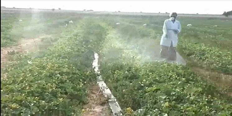 سمپاشی مزارع ۵ شهرستان فارس بر علیه ملخ صحرائی