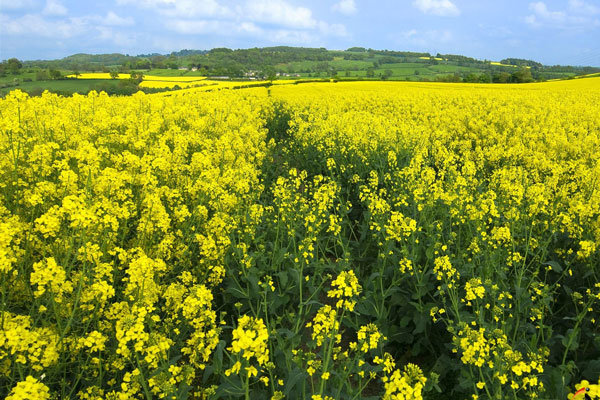 فعالیت ۱۳۵ بهره بردار کشت کلزا در شهرستان دره شهر