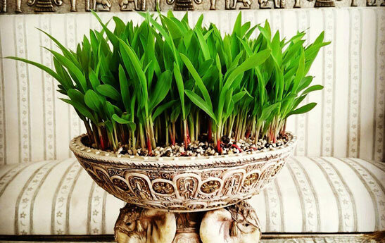 ۱۷ پیشنهاد برای افرادی که می&zwnj;خواهند خودقرنطینگی را تجربه کنند