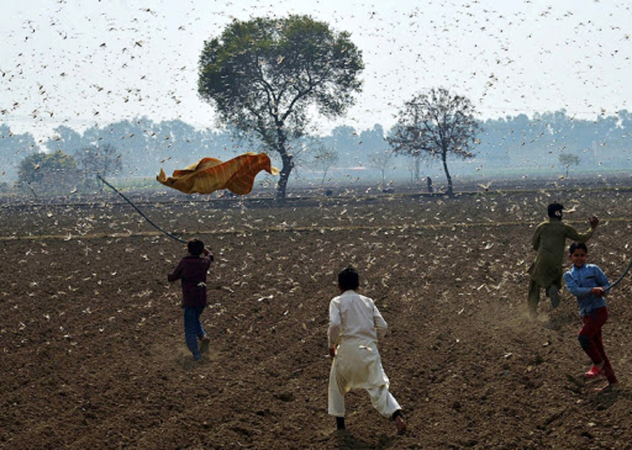 حمله ملخ‌ها به مزارع پاکستان