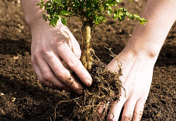 کاشت ۳۷۱ هزار و ۸۰۰ اصله نهال در استان آذربایجان شرقی