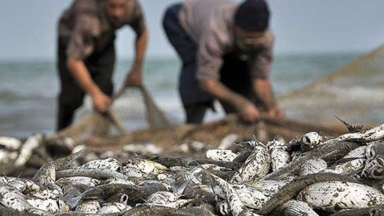 ثبات قیمت ماهیان دریای خزر تا عید