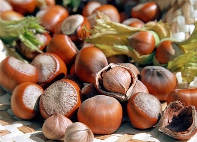 فندق لاغرتان می‌کند؟ + ایفوگرافیک