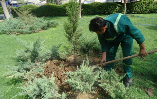 توزیع ۶۵ هزار اصله نهال در گلستان