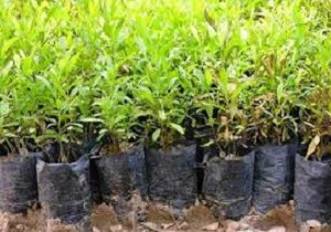 غرس۱۲ هزار اصله نهال  در بیجار
