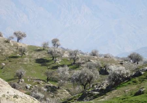 کسب رتبه نخست اجرای طرح بادامکاری در کشور برای کهگیلویه