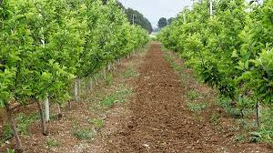 اصلاح و نوسازی بیش از ۲ هزار هکتار از باغات خراسان شمالی