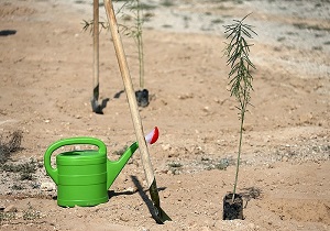 آغاز عملیات تولید بیش از ۳ میلیون اصله نهال در استان اردبیل