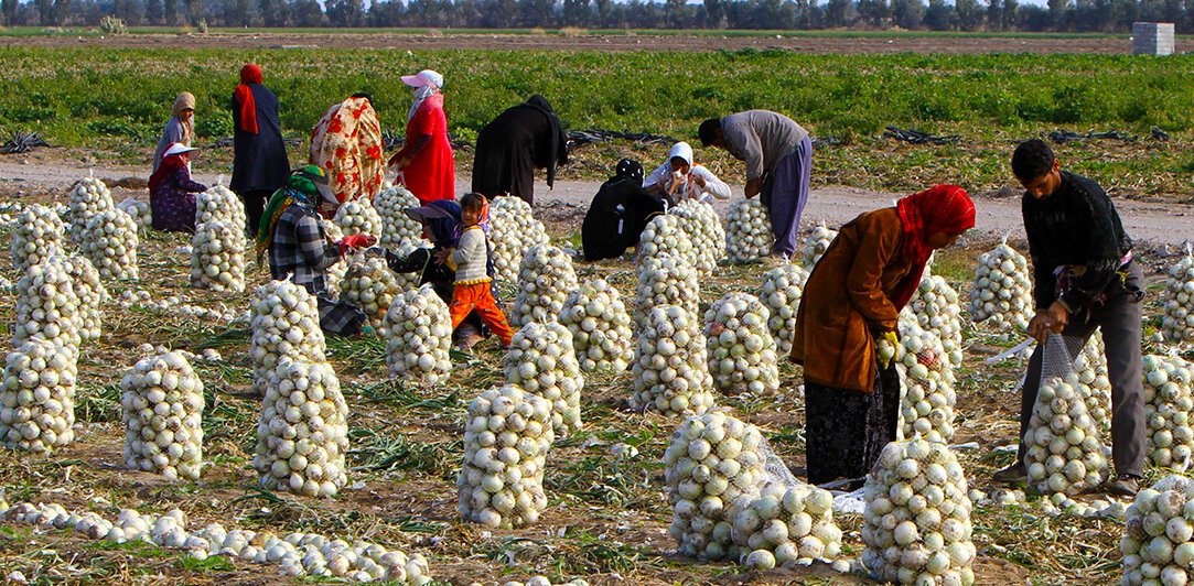 ساماندهی تعداد ۹۲۱ تعاونی غیرفعال بخش کشاورزی طی مدت سه سال