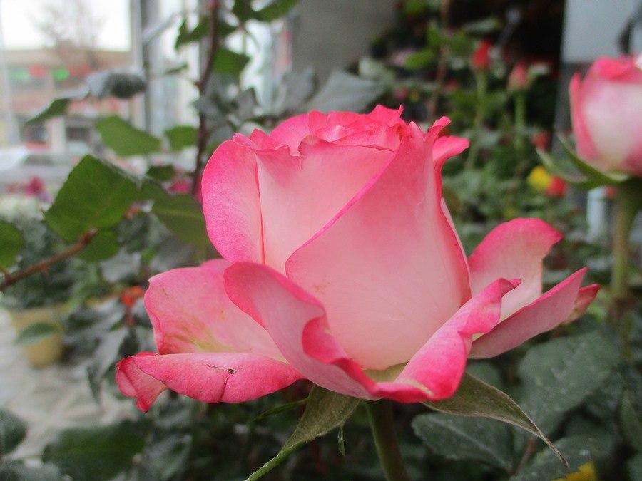 تصاویری زیبا از گل‌های رنگارنگ در سمیرم